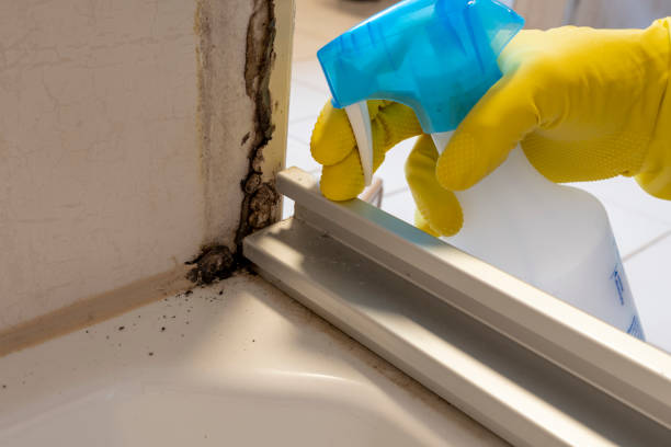 Best Bathroom Mold Remediation in Colby, WI