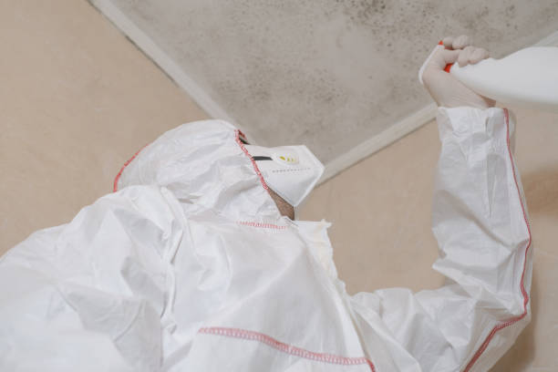 Best Attic Mold Remediation in Colby, WI