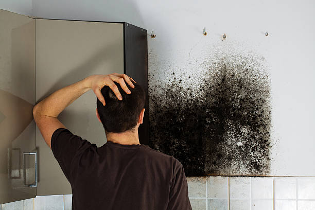 Best Localized Mold Remediation (e.g., coastal areas, humid climates) in Colby, WI