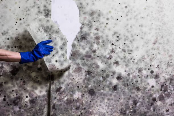 Best Commercial Mold Remediation in Colby, WI